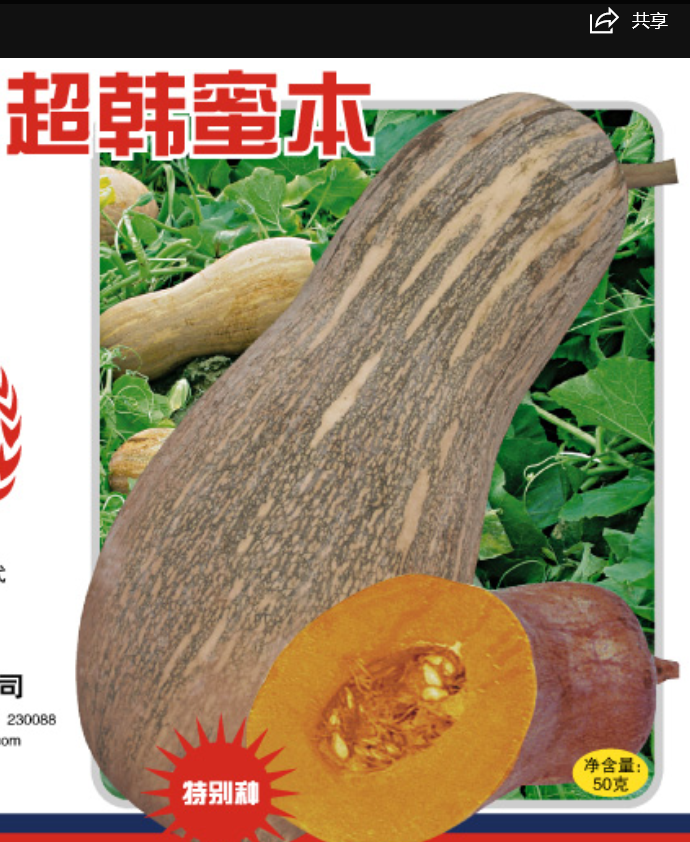超韓密本南瓜